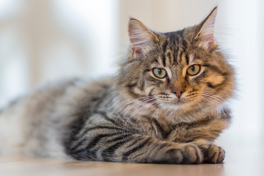 Gray Tabby Cat Lying on White Surface