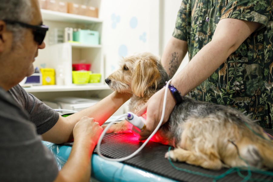 Veterinarian performing laser therapy on small dog