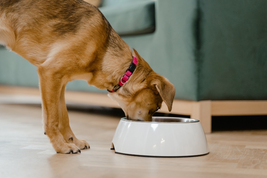 Dog eating from white bowl on floor