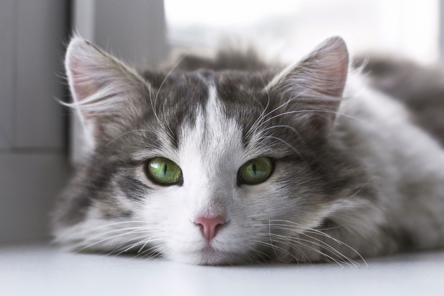 Close-up of a fluffy cat with green eyes