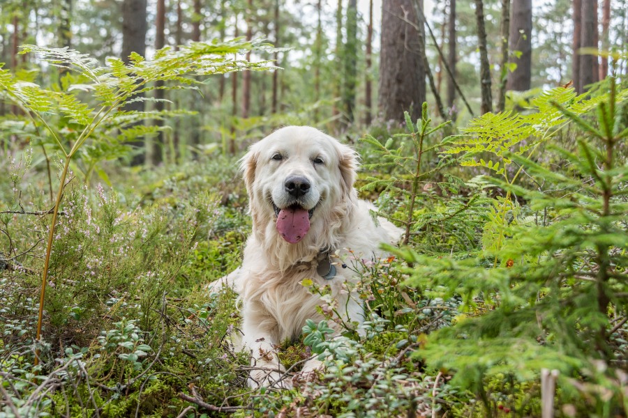 Deer Ticks and Dogs