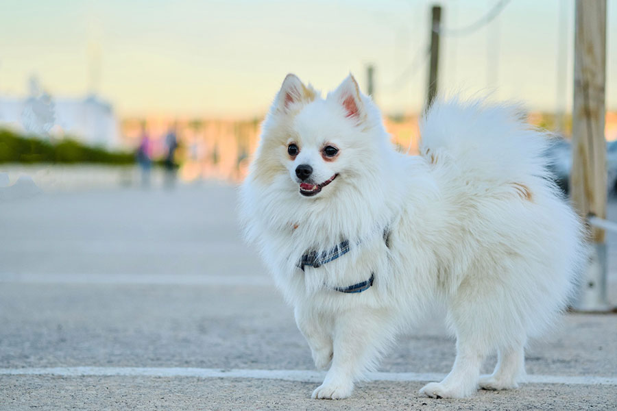 dog on the street in the city