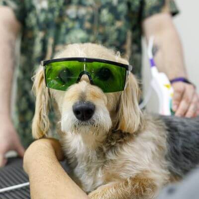 Dog wearing green goggles during veterinary treatment