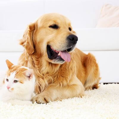 happy dog and cat