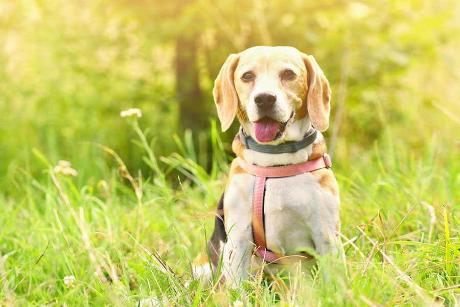 puppy sitting in the grass