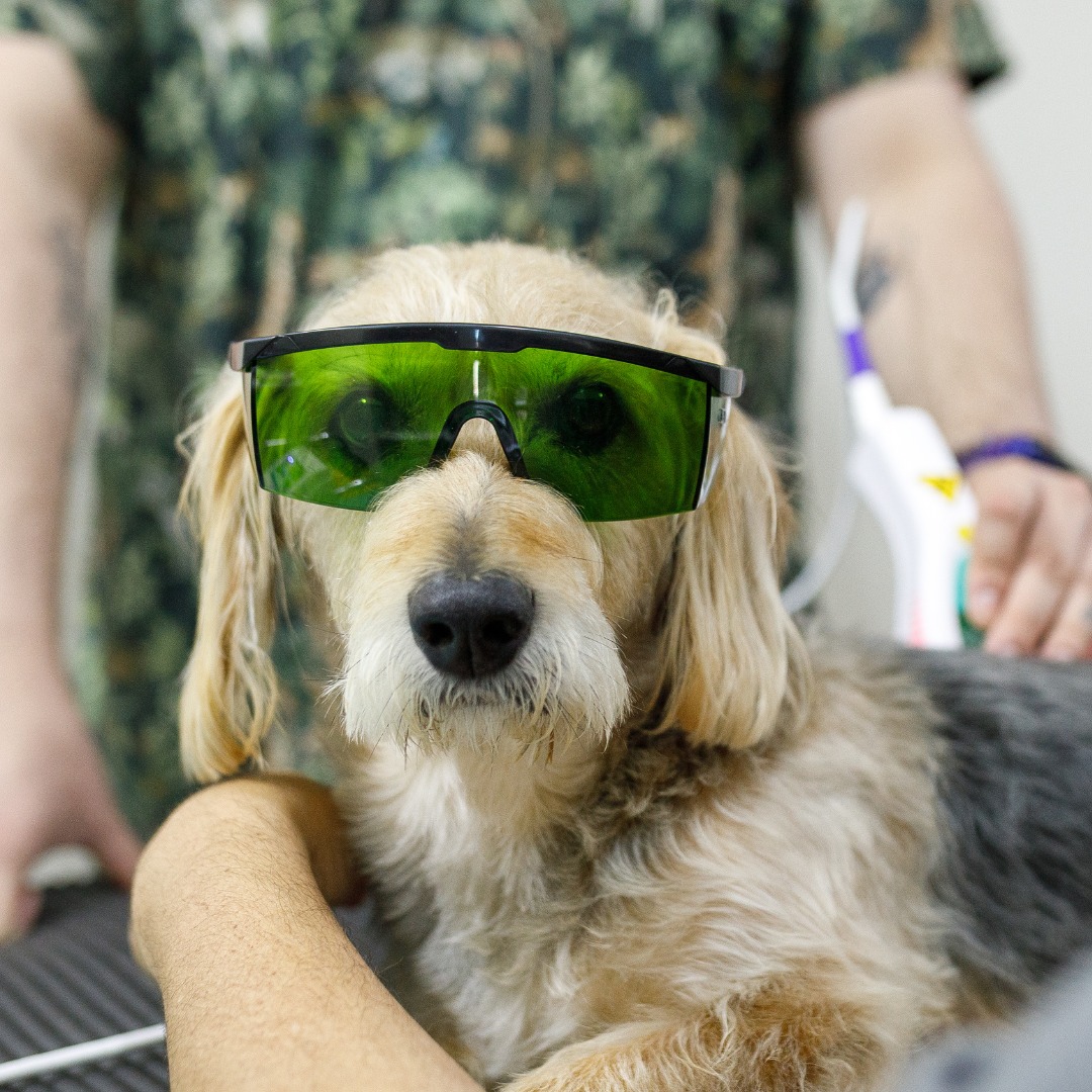 Dog wearing protective goggles during laser therapy