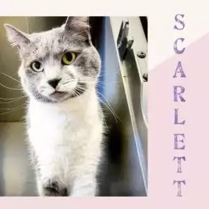 A gray and white cat named Scarlett