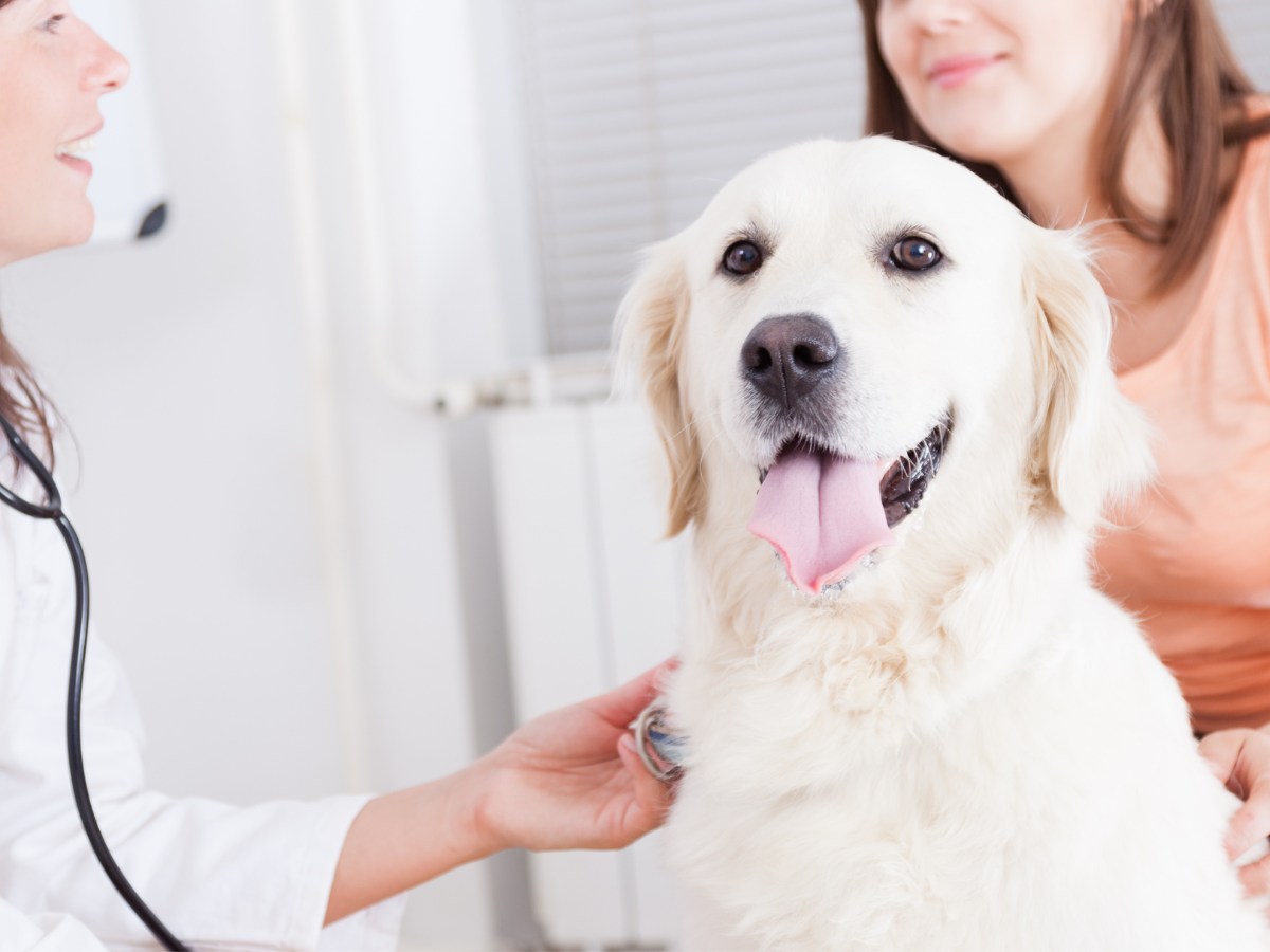 banner-1 (18) Smiling golden retriever during veterinary health check