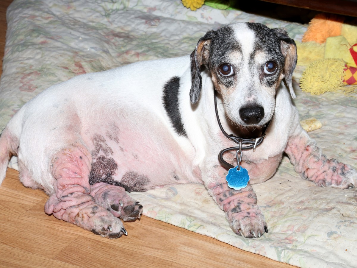 banner-1 (20) A dog with irritated skin lying on a blanket