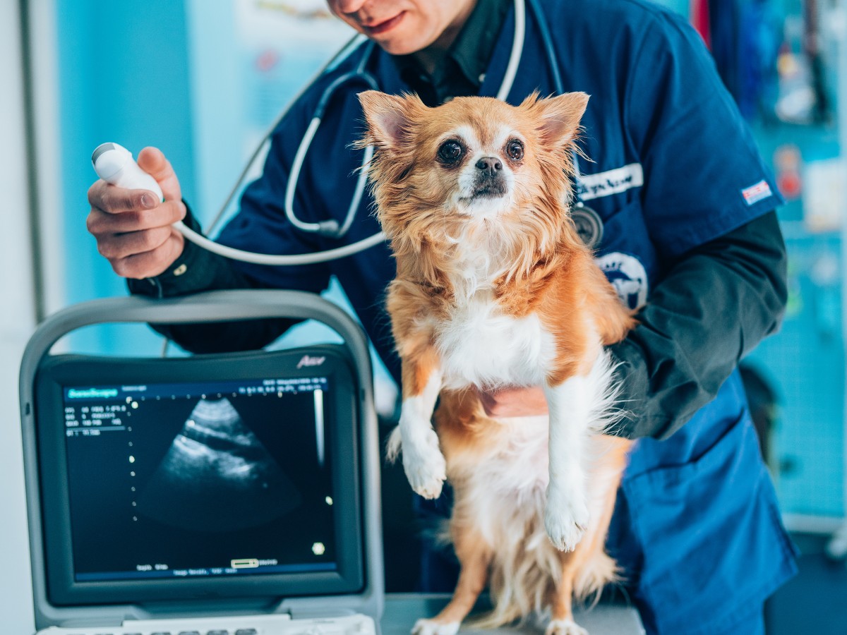 banner-1 (21) The veterinarian performing an ultrasound on small dog