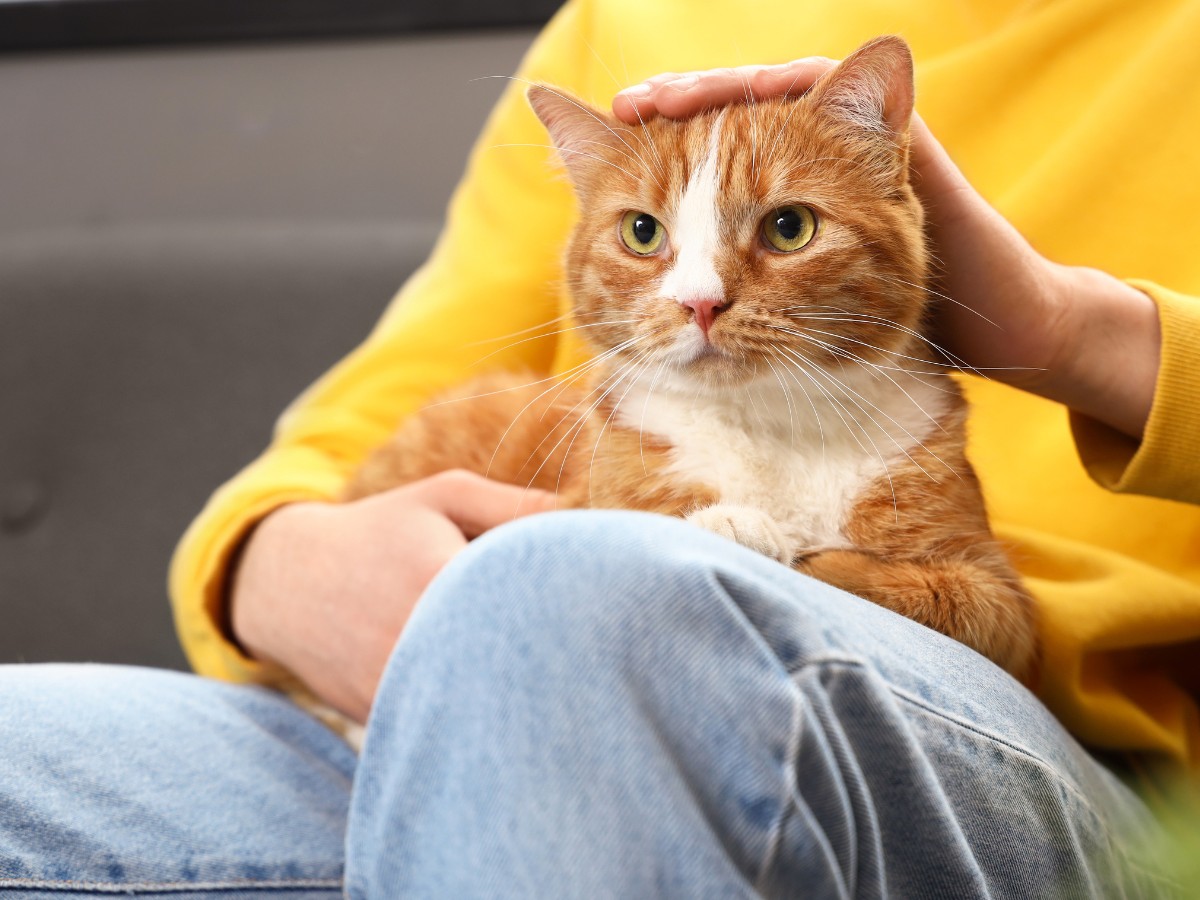 Funny Red Cat with Owner at Home