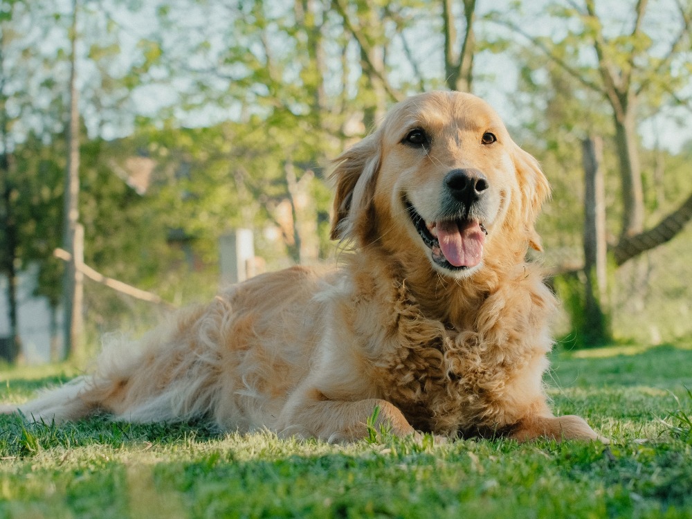 Golden retriever lying on the grass