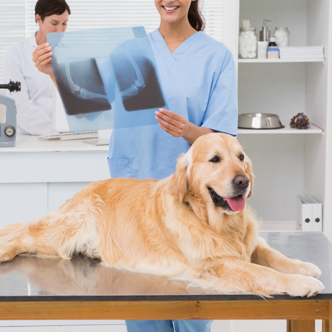 Golden retriever on exam table with X-ray