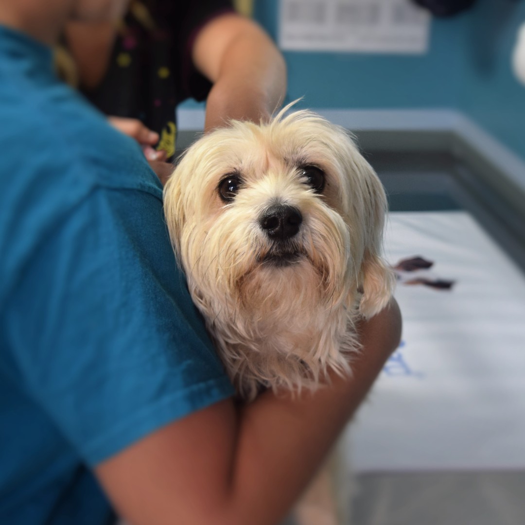 Small dog receiving care at veterinary clinic