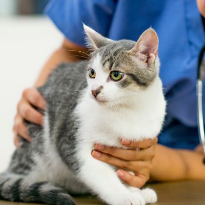 staff member at Town & Country Veterinary Clinic holding a cat during feline wellness exam